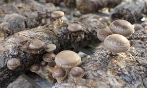 我國食用菌需求進一步提升 貴州食用菌產業發展前景如何