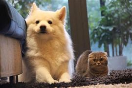 2020中國寵物經濟規模為2953億元 中國的寵物飼養量增長速度超10%