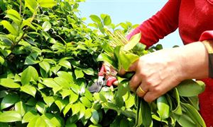 湖南油茶產業發展迎來重大突破 神農國油與科特勒簽署戰略合作協議