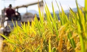 我國秋糧面積預計增加12.9億畝 中國糧食物流行業全景調研