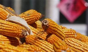 玉米價格可能延續探底 中國鮮食玉米產業實現快速發展