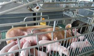 新希望8月份生豬銷量環比增逾兩成 全行業生豬供給繼續大幅回升