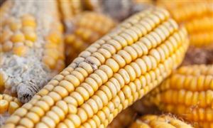 玉米每噸上漲400元 玉米供應依然存在缺口 玉米漲價原因是什么?