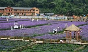 2021后農業觀光園行業趨勢與發展前景預測分析
