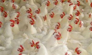 中國肉雞養殖行業現狀及發展前景分析