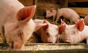 2022年豬飼料行業現狀及發展前景分析