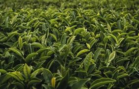 茶葉大國初春開采 茶葉市場如今發展趨勢如何？