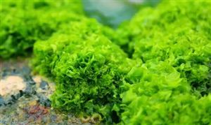 海藻提取物行業(yè)市場(chǎng)調(diào)研 加快開(kāi)拓國(guó)內(nèi)市場(chǎng)需求將成為關(guān)鍵性因素