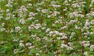 蕎麥種植行業市場需求與現狀調查研究
