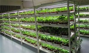 生物育種行業市場規模多大 生物育種行業市場前景分析