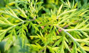 艾草種植行業現狀 艾草種植發展前景預測