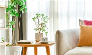 盆景行業調研 盆景行業發展前景分析