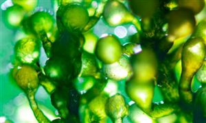 微藻生物燃料行業分析 微藻生物燃料行業前景分析