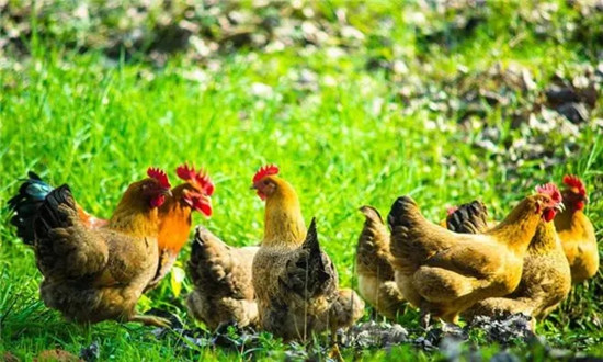 配合飼料行業產量及現狀 配合飼料行業市場前景分析