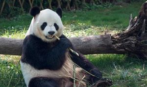 2023動物園行業發展空間 動物園行業風險投資態勢分析