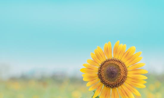葵花盤行業市場發展現狀 葵花盤進出口規模分析