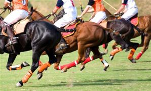 馬術俱樂部產業發展現狀分析 2023馬術俱樂部產業深度調研