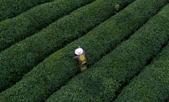 茶旅一體化行業研究 各地茶莊園加快茶旅一體化建設2023