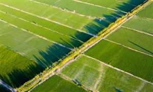2023農(nóng)業(yè)種植行業(yè)市場發(fā)展現(xiàn)狀深度分析