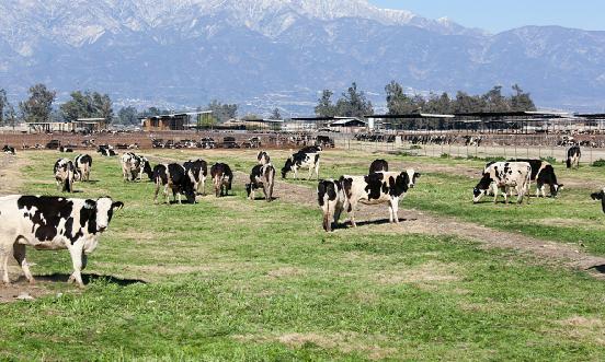 牧業飼草行業分析報告：我國優質飼草缺口超4000萬噸 “十四五”時期全國飼草產業發展規劃