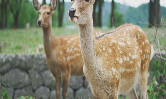 動(dòng)物園行業(yè)發(fā)展現(xiàn)狀分析：傳統(tǒng)動(dòng)物園如何盈利，吸引游客?