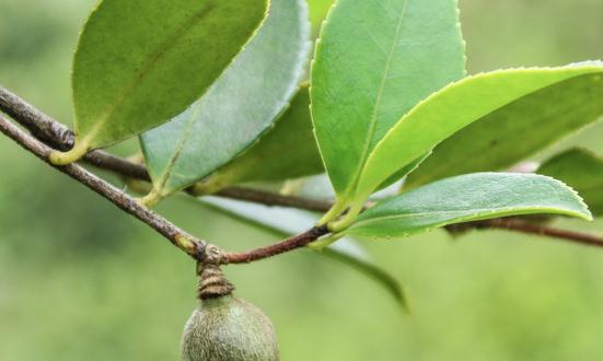 茶籽油市場發展現狀調查及市場規模預測 未來茶油市場需求將會非常旺盛