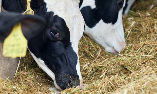 2023牧業飼草行業現狀及牧業飼草行業前景分析