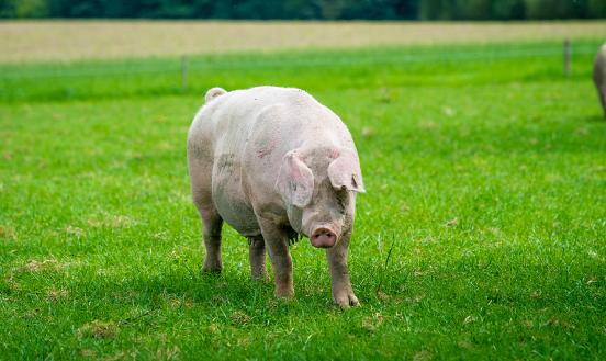 生物飼料行業報告 生物飼料產業發展深度調研