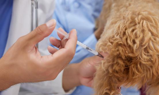 動物疫苗行業深度分析 動物疫苗行業利潤率特征分析2023