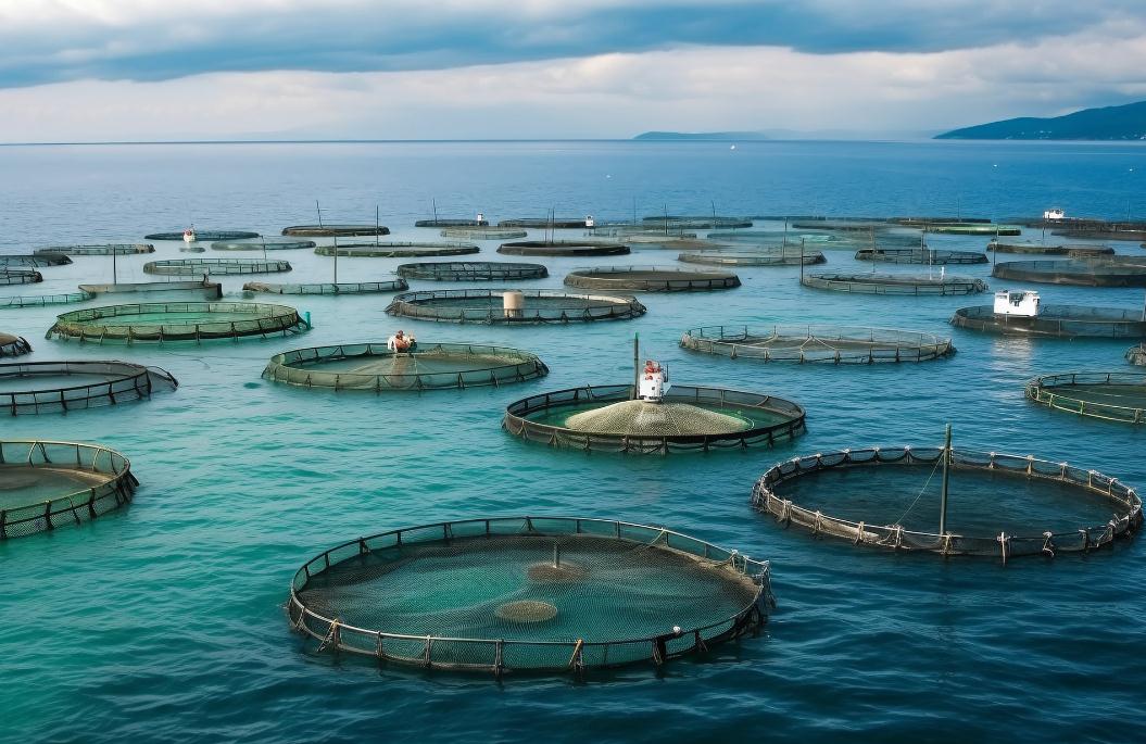 全球魚粉價格自年初以來持續上漲 2024水族飼料行情未來趨勢