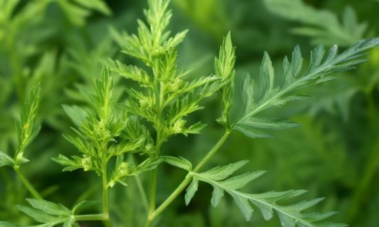 目前人工種植的艾草已經占領了大部分市場  艾草行業市場分析