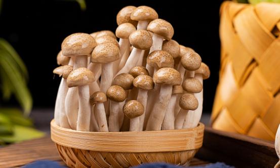2024食用菌產業現狀及未來發展趨勢分析