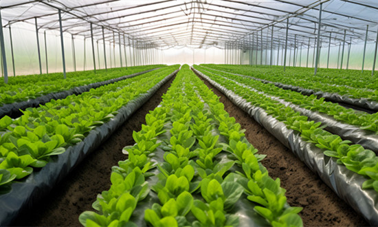 目前已有商業化植物工廠250余座 我國部分植物工廠項目概覽