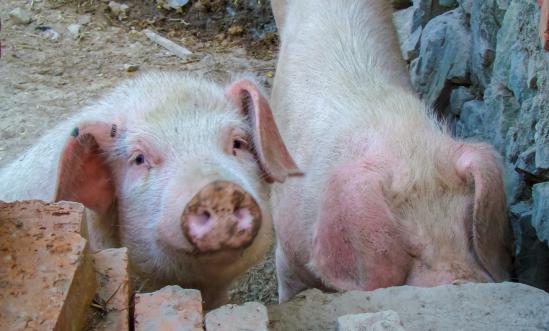 牲豬飼料行業深度調研報告2024：全球豬飼料市場發展如何?