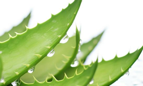 我國(guó)蘆薈行業(yè)開發(fā)利用前景廣闊  蘆薈產(chǎn)業(yè)現(xiàn)狀分析