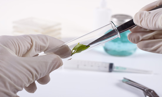 行業分析：2024年中央一號文件公布 生物育種產業鏈有望擴面提速