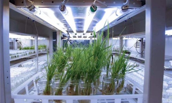 2024年中國生物育種行業的產業鏈供需布局及發展前景