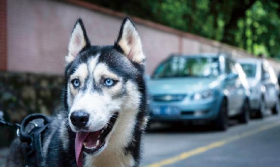 中國動物疫苗市場規模、政策走向及進出口情況分析
