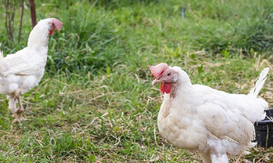 家禽飼養行業報告 家禽飼養行業發展趨勢調研分析