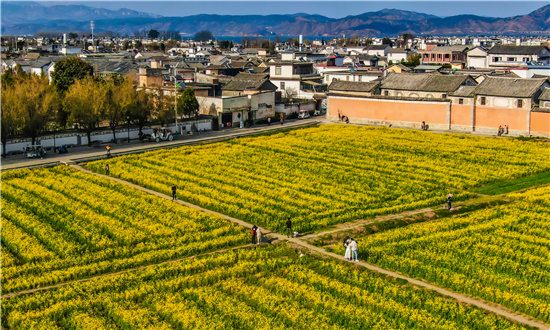 2024年油菜籽行業深度調研 預測到2026年中國油菜籽種子規模將達到25.78億元