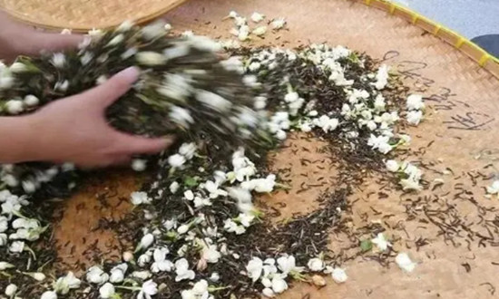 一朵花綻放百億產值 2024茉莉花茶行業市場前景預測