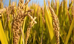 2024糧食加工機(jī)械行業(yè)深度調(diào)研及投資機(jī)會 今年四川夏糧豐收已成定局