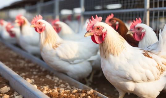 中國飼料添加劑上下游產業鏈供需布局2024