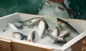 2025年重慶冷鏈物流行業發展現狀分析與未來展望